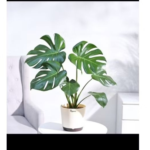 monstera deliciosa king