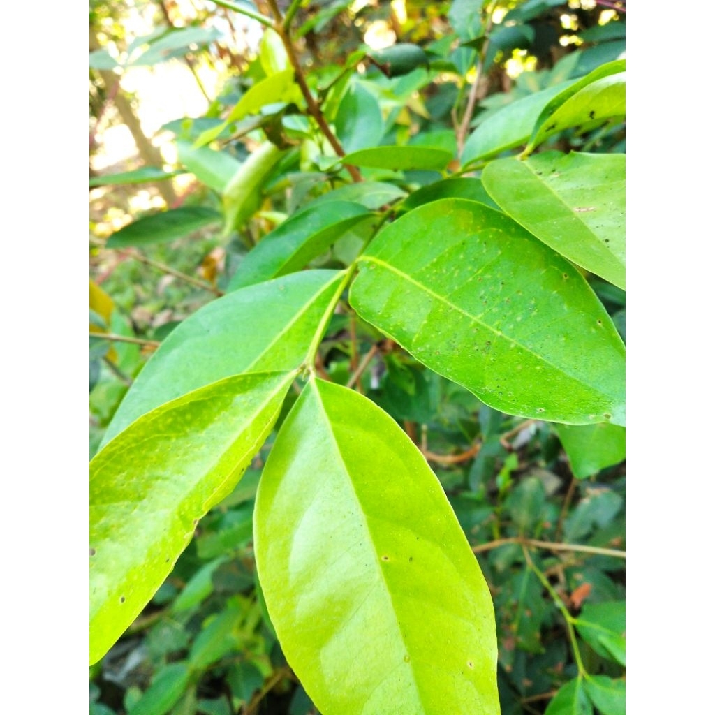 

Daun salam segar ORGANIK/ 10 lembar