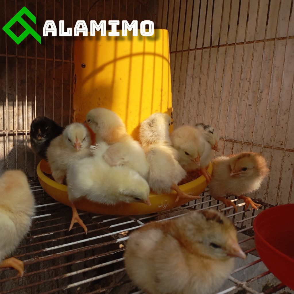 DOC / ANAKAN AYAM KUB2 Janaka / Kaki Kuning