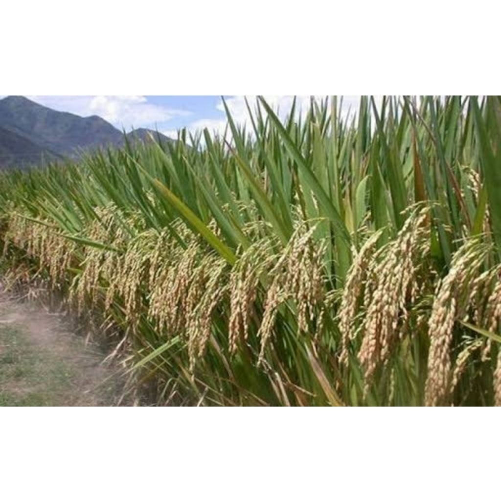 

Bibit padi kuriak kusuik Bukittinggi 1Kg