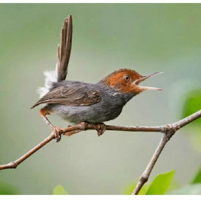 burung prenjak atas/prenjak kepala merah/prenjak klawu