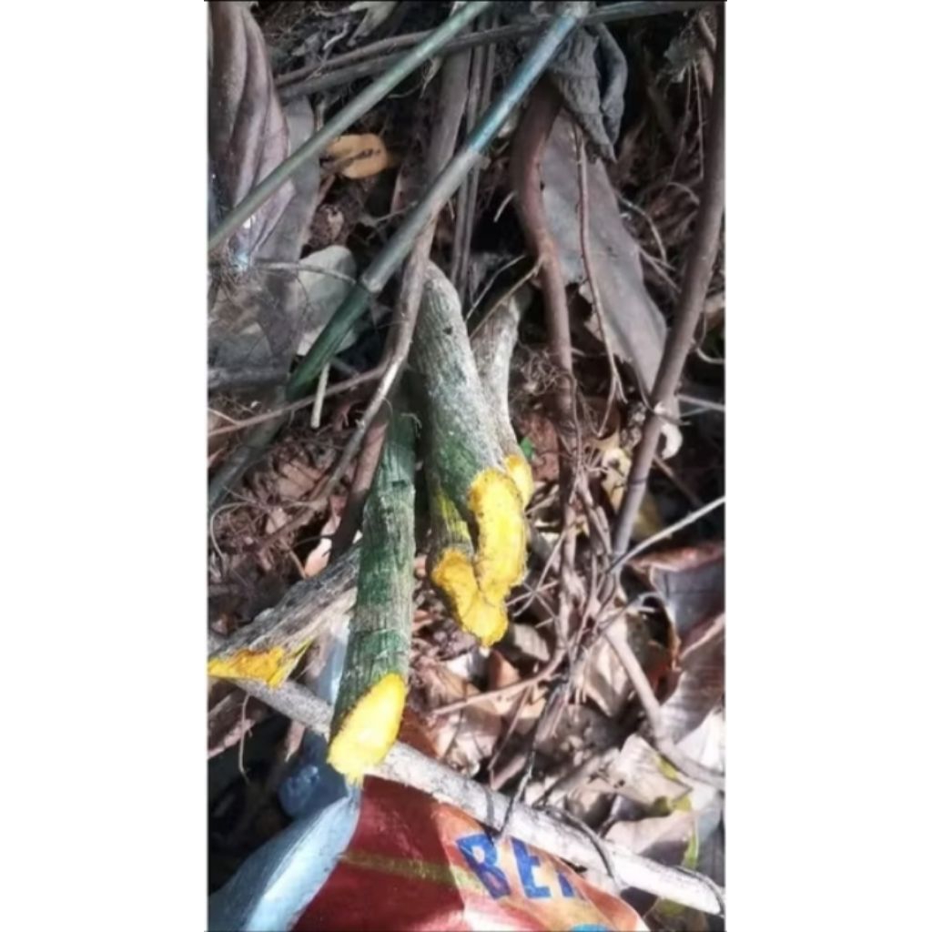 

Herbal akar kayu kuning segar 1 kg