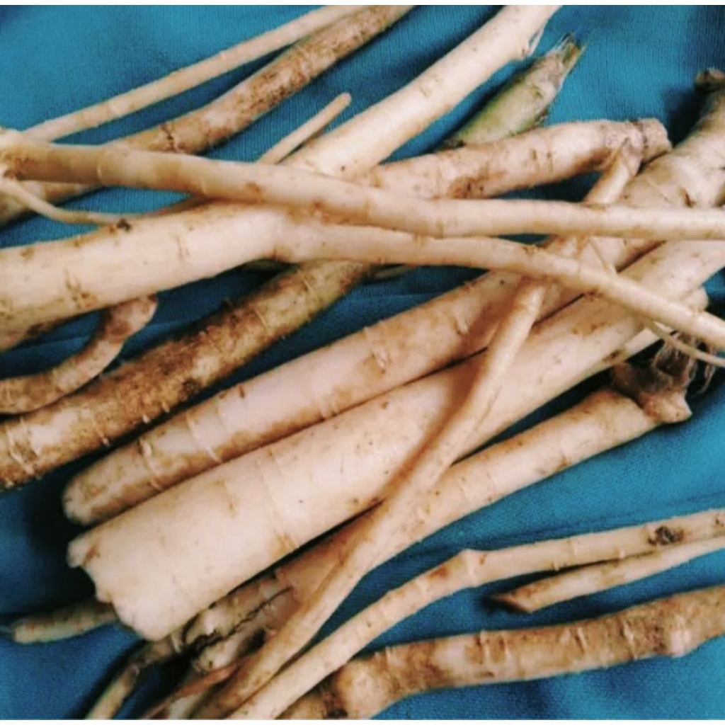 

Akar pepaya segar 1kg