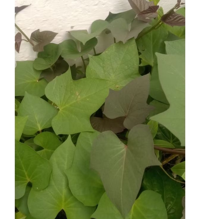 

Daun ubi jalar ungu segar 50gr