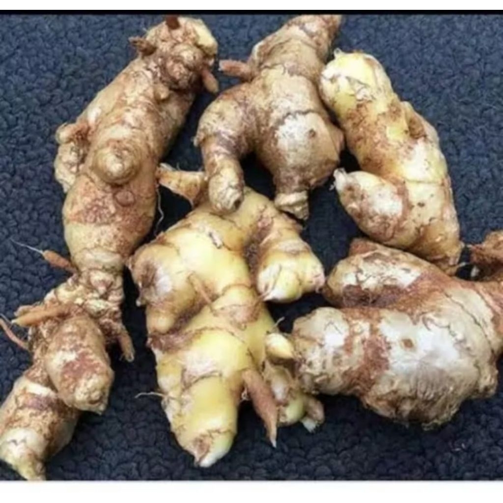 

lempuyang/emprit segar/zingiber.zerumbet/isi 1kg Redy