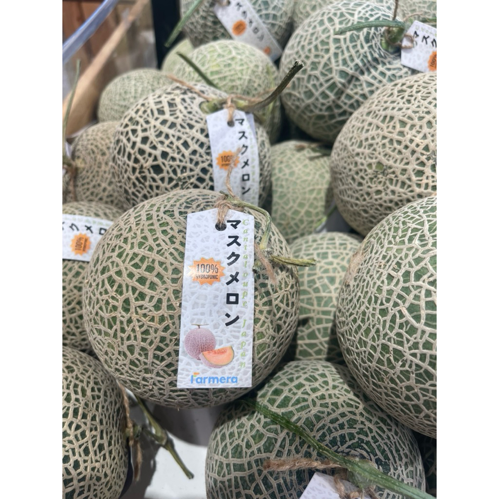 

Melon Waktobi Import | Melon Jepang Wakatobi Manis Fresh | Pcs
