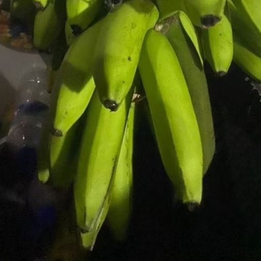 

Buah Pisang Mentah MY BR 1 Pcs Pisang Bangkaulu