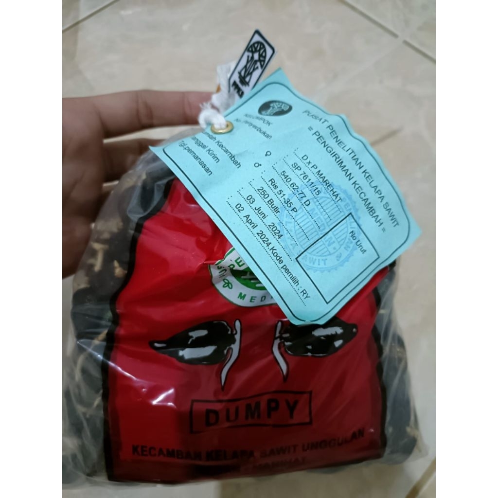 Bibit Benih Kecambah Sawit MAREHAT DUMPY