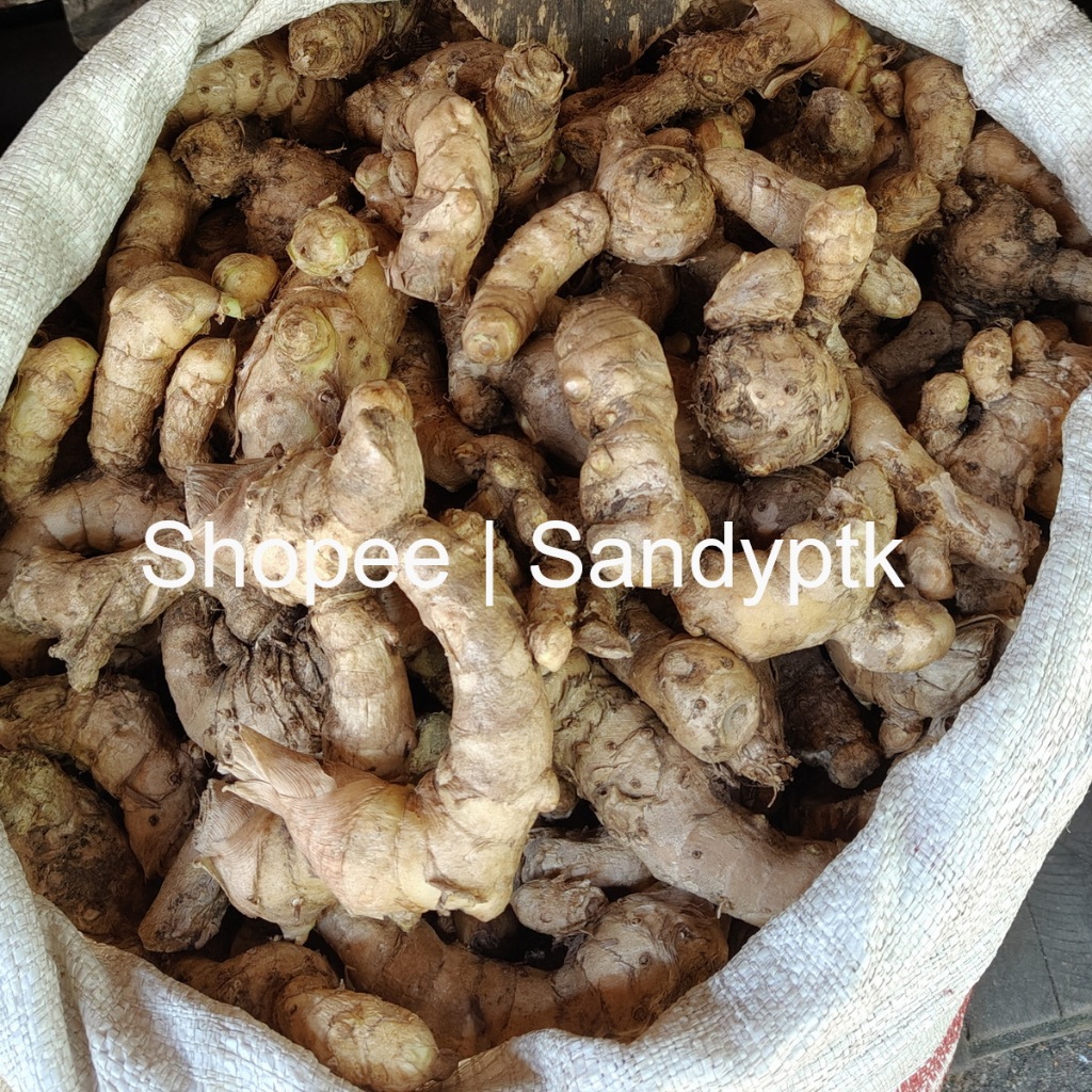 

Temu Putih Kuning Kalimantan bukan Kunyit Putih