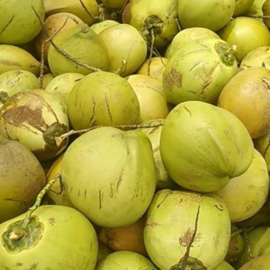 

AGEN KELAPA MUDA FRESH KUALITAS A 1 BUTIR