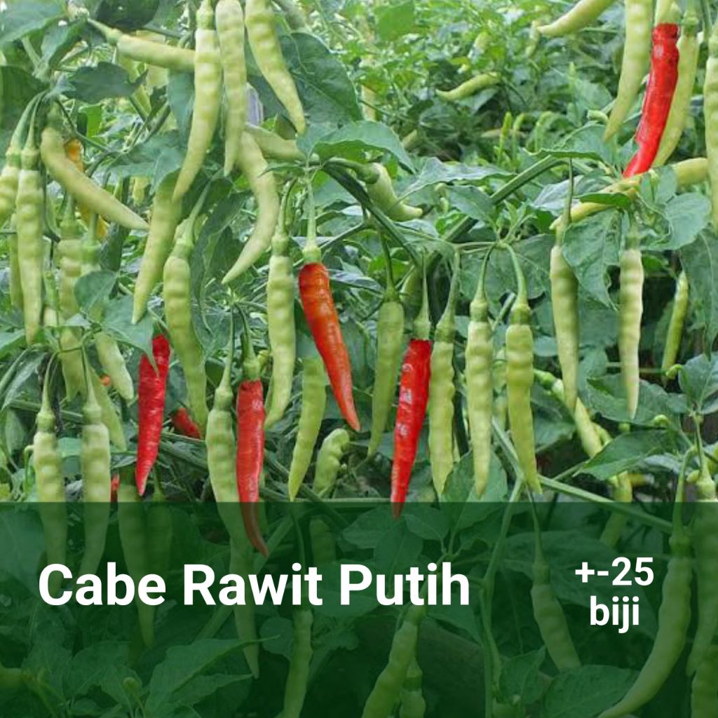 Cabe rawit putih benih unggul