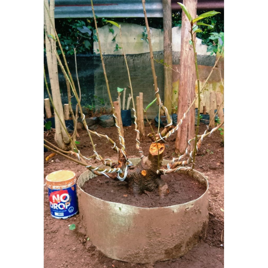 bonsai loa jumbo prospek 670.000 akar kokoh subur.