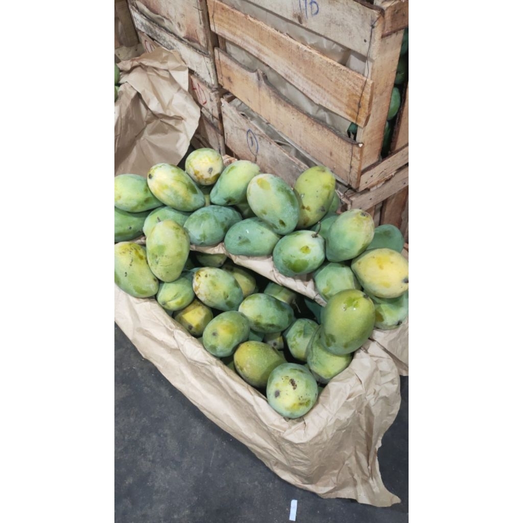 

mangga harumanis