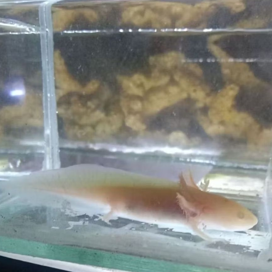 IKAN HIAS AXOLOTL GOLDEN [SIZE 13-15 CM] LEUCISTIC DOGFISH SALAMANDER WALKING FISH MEXICANUM AIR TAW