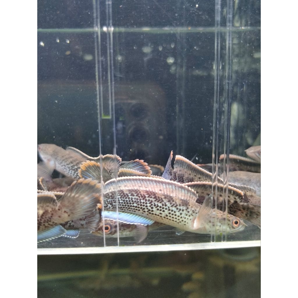 stewarti cb 6-7cc high grade