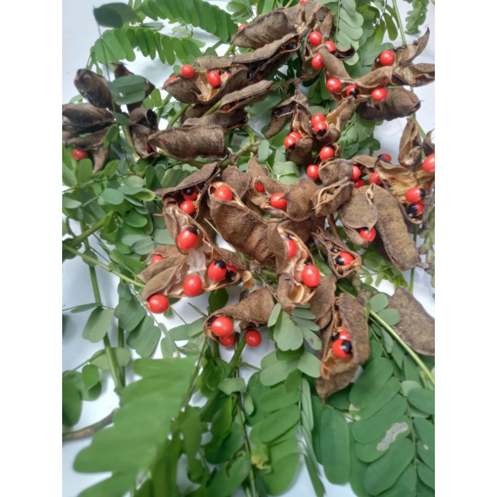 

biji daun saga 30 biji