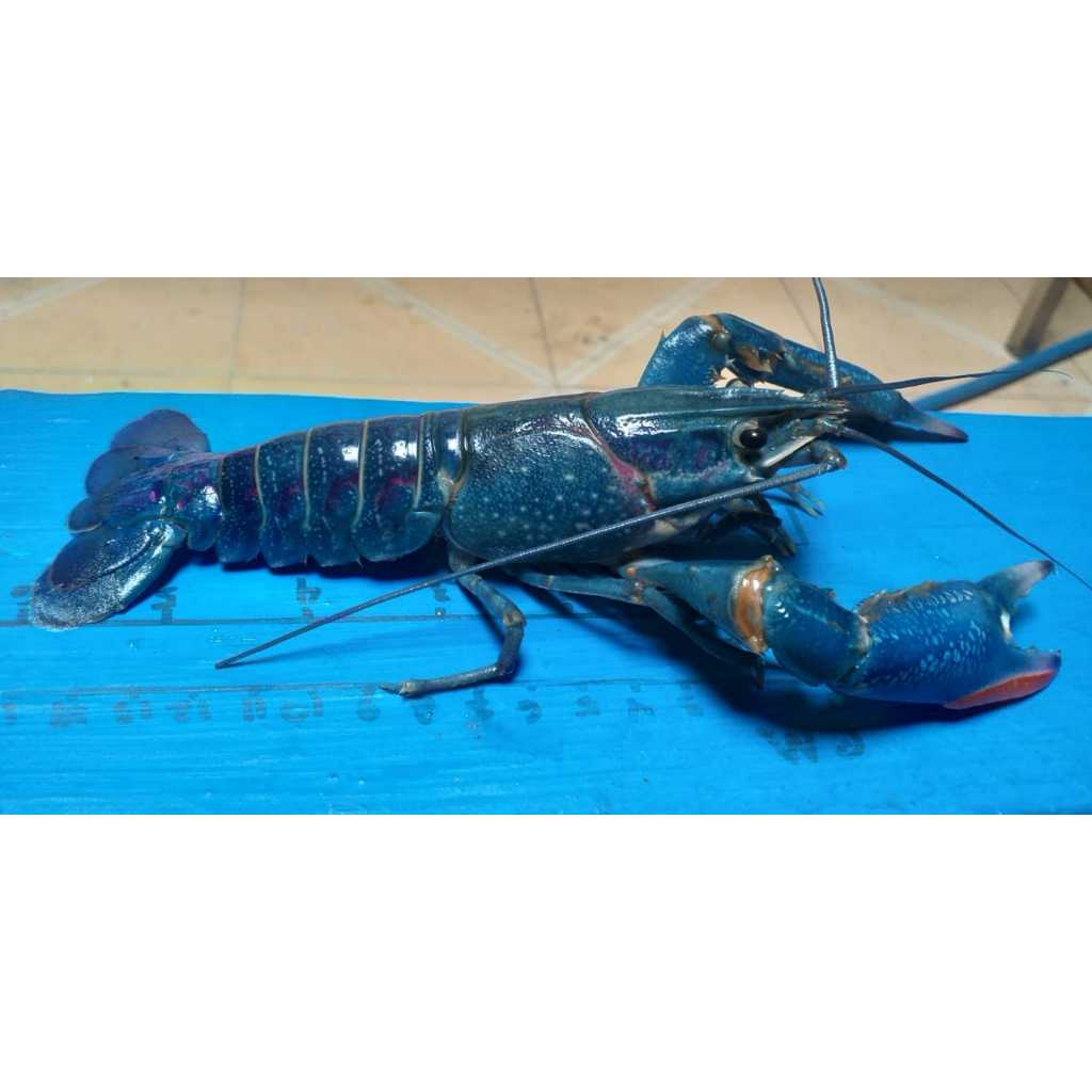 Indukan Lobster Air Tawar (RedClaw)  Genetic Biru