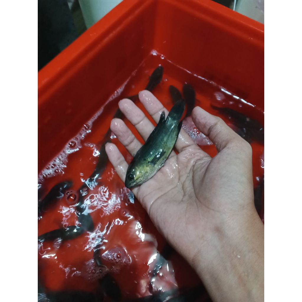 bibit ikan betok ukuran 7-9cm