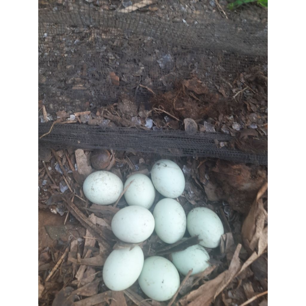 

Telur Bebek Coklat Fertil