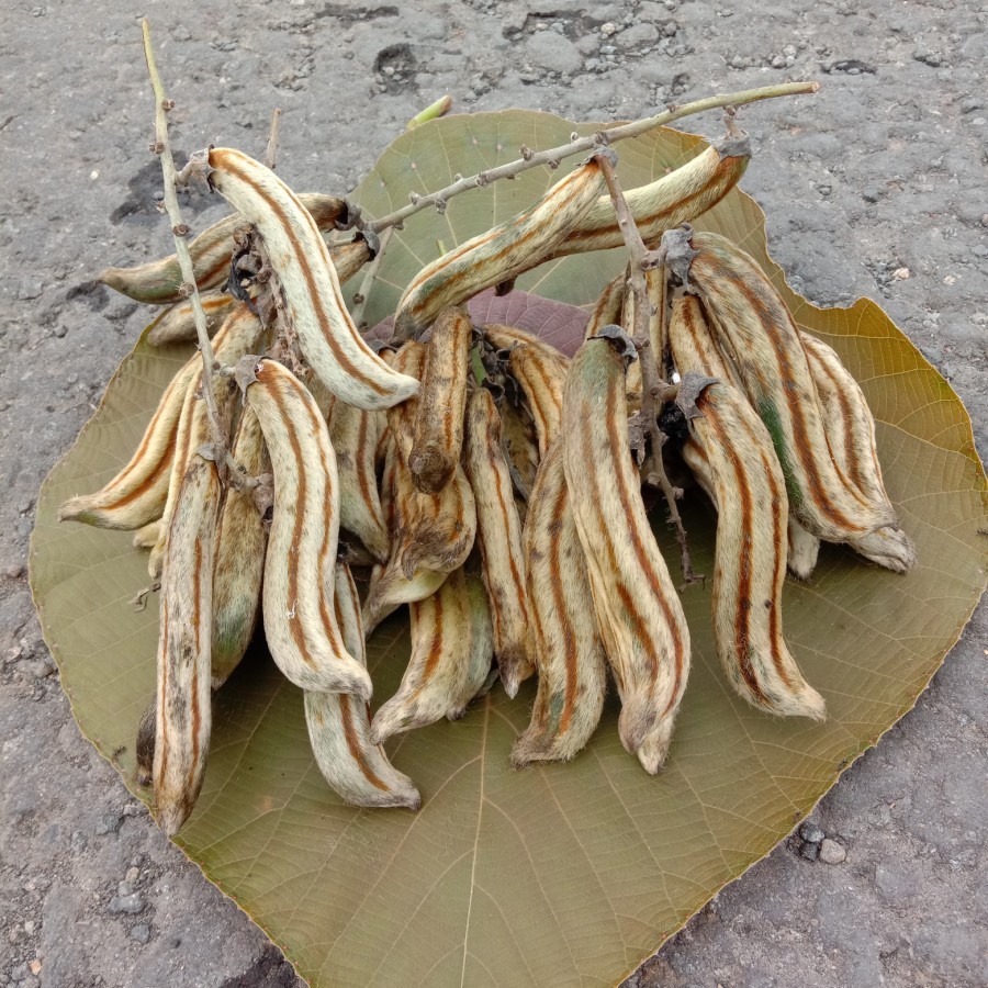 Bibit Tanaman Herbal Koleksi Koro Rawe Gatal Mucuna SP / Biji Koro Rawe Gatel Tanaman Langka Buat Ko