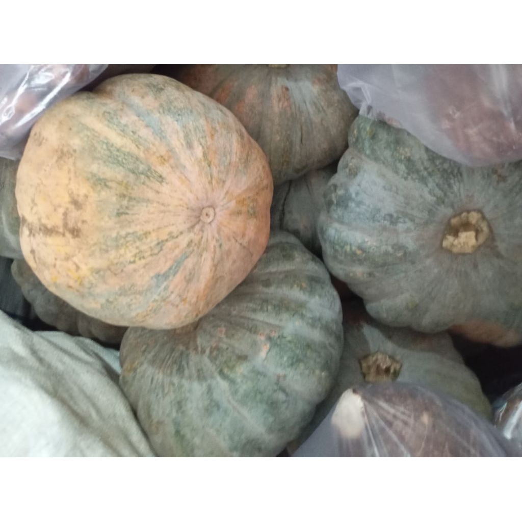 

BUAH WALOH WALUH KUNING CUCURBITA