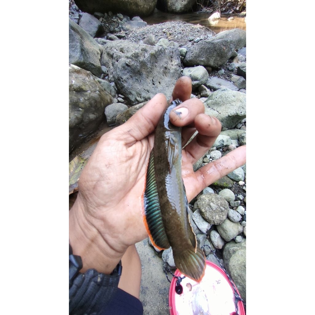 bahan channa limbata jumbo 15_18 cm locality muria java