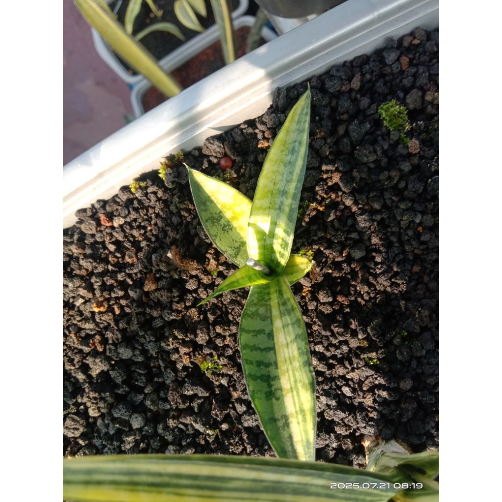 sansevieria personi cordova variegata / lidah mertua personi cordova va