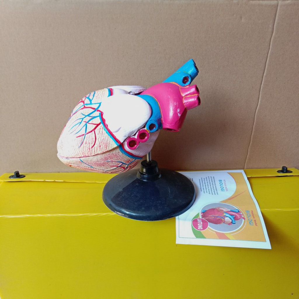 

model jantung, ipa biologi, alat peraga