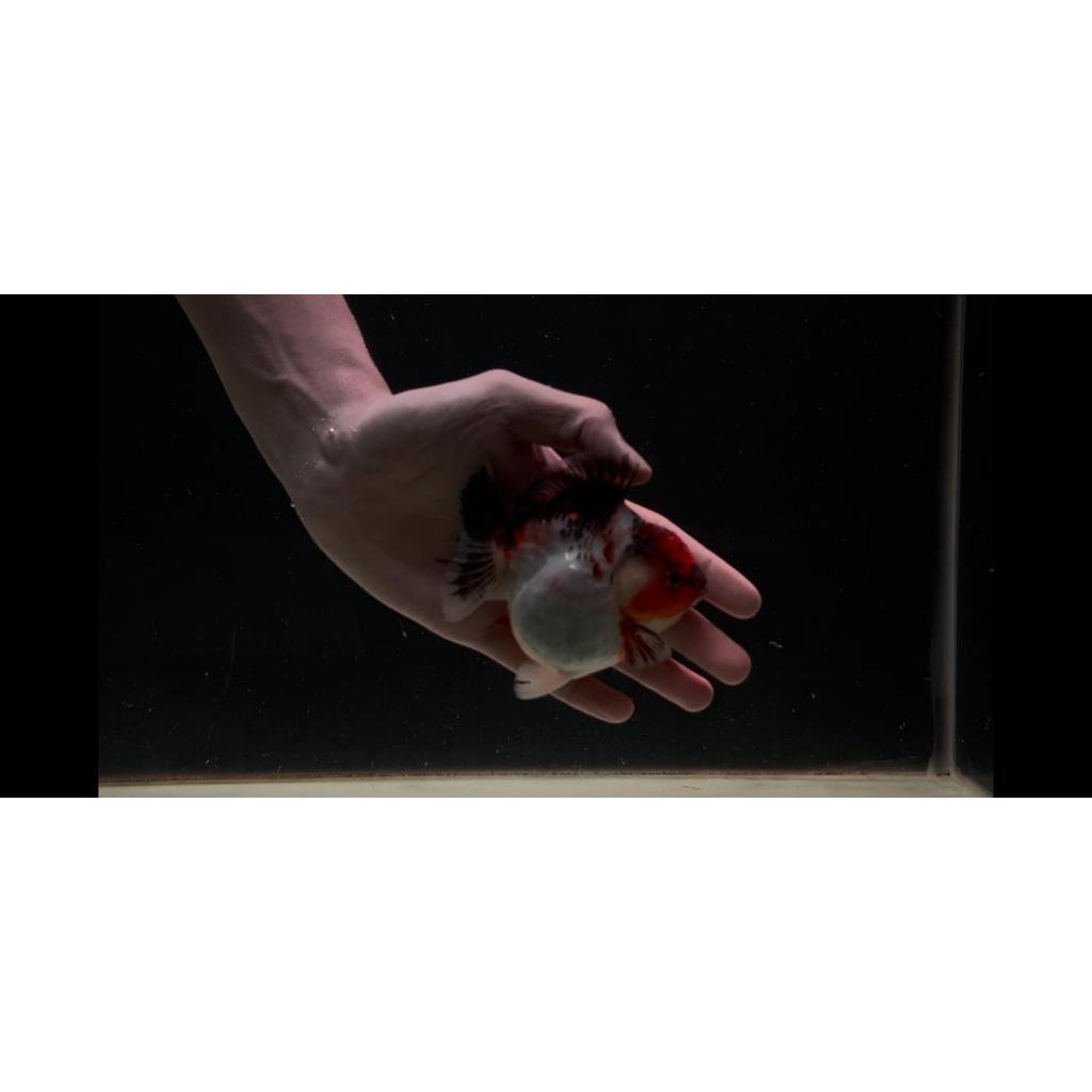 Goldfish Oranda Short Tail Tiger Size M 11–12cm | Ikan Koki Hias