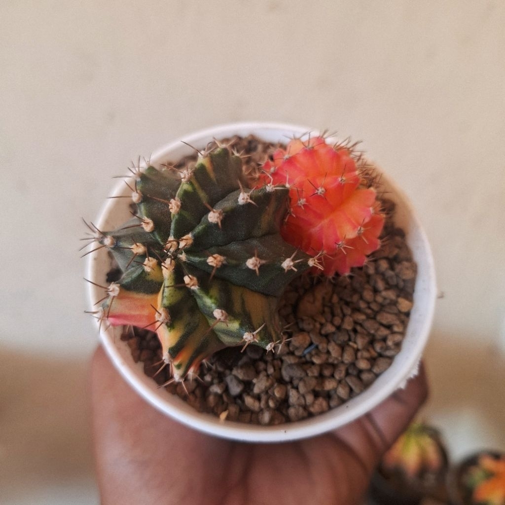 kaktus miha varigata