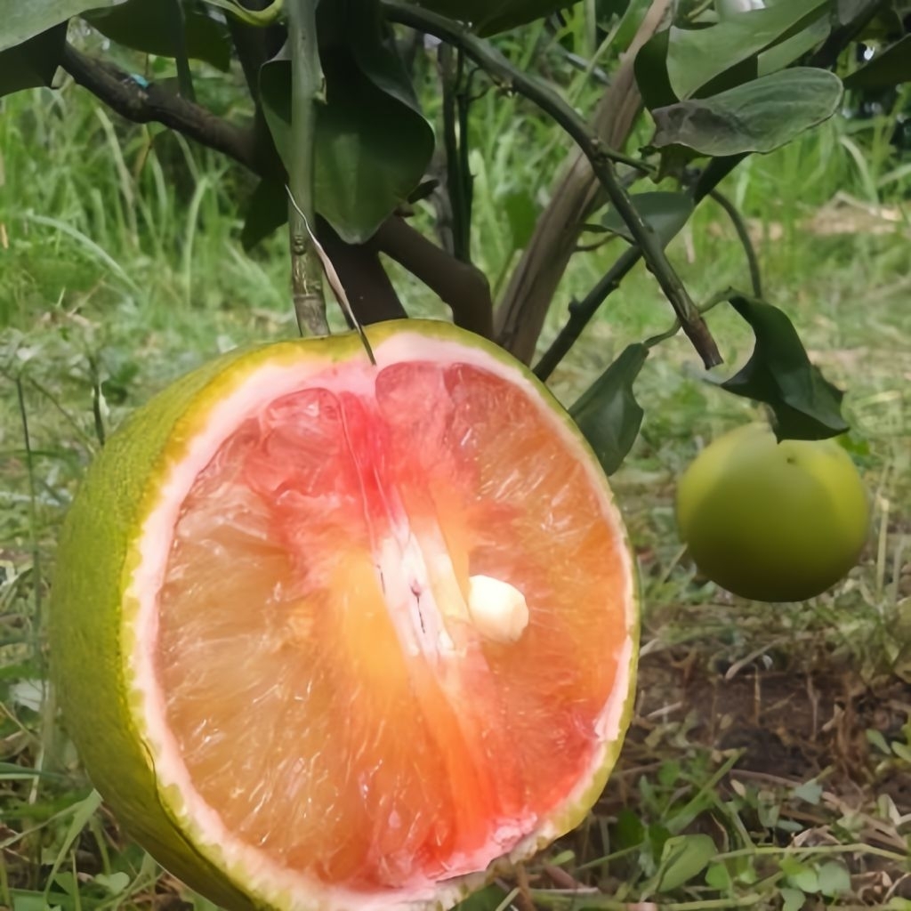 

Bibit buah jeruk baby Sunkist kondisi berbunga dan berbuah