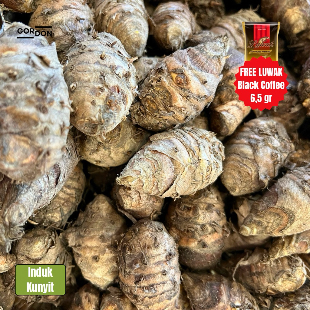 

Induk Kunyit Berkualitas Fresh - Induk Kunyit Super