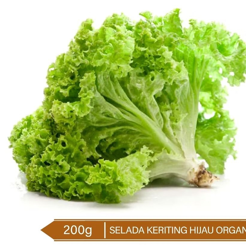 

Sayur Organik / Selada Keriting Hijau Organik /Organic Green Leaf Lettuce 200g