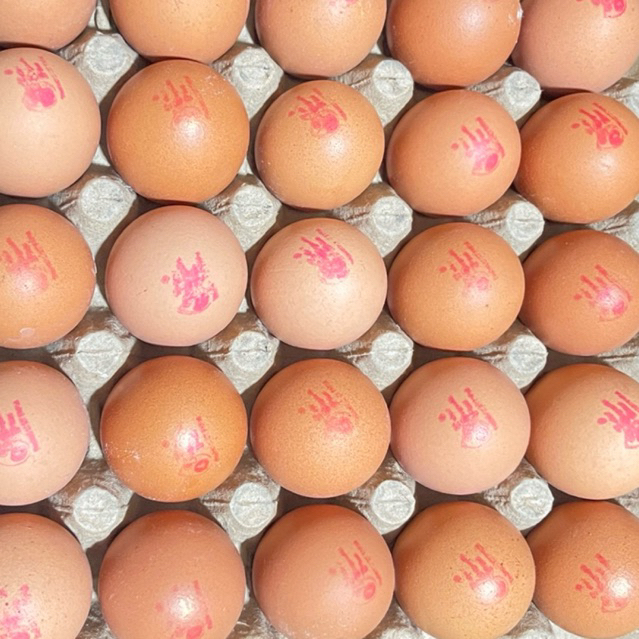 

Telur ayam TOP ( 10 butir )