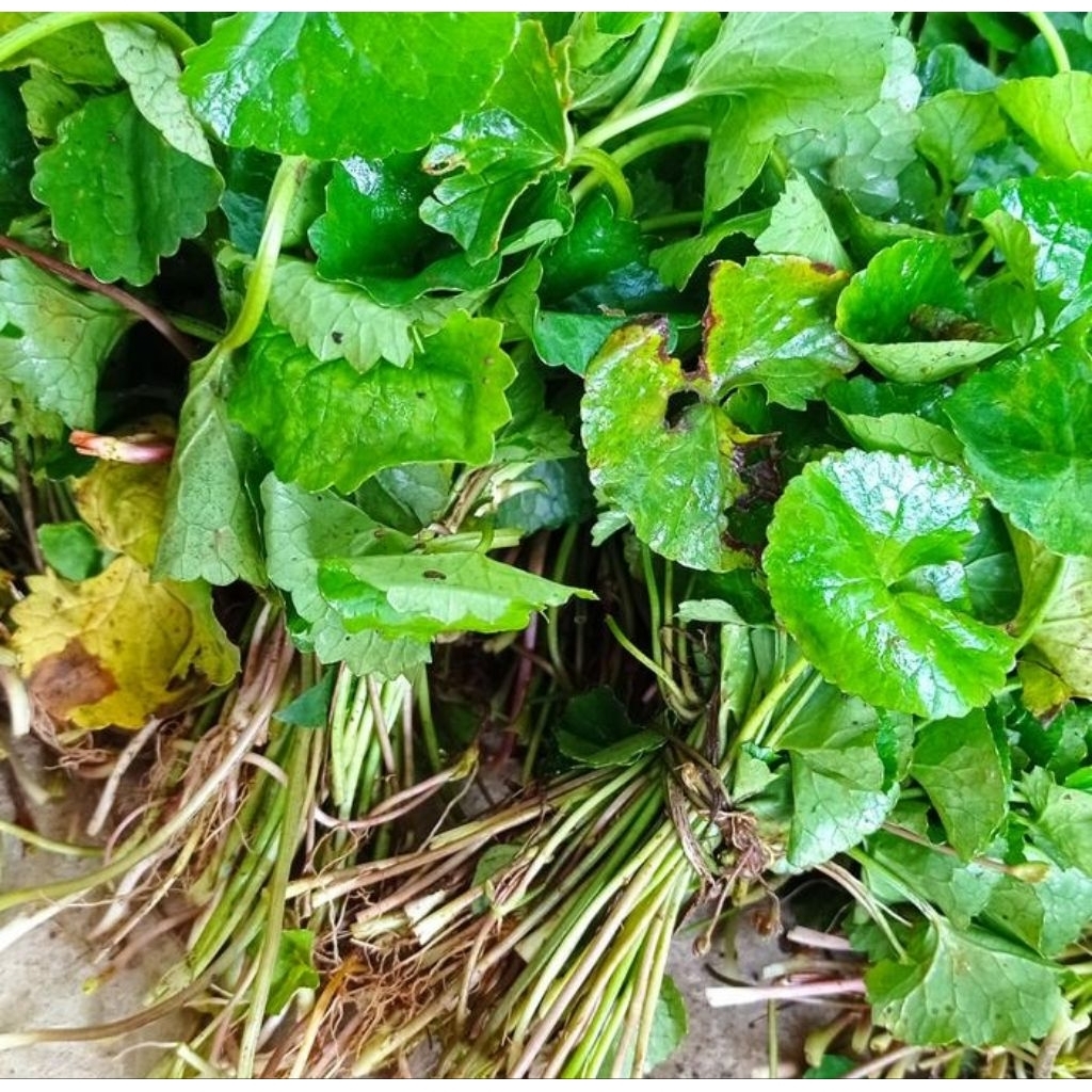 

Sayur Pagagan segar/Antanan,Bisa COD