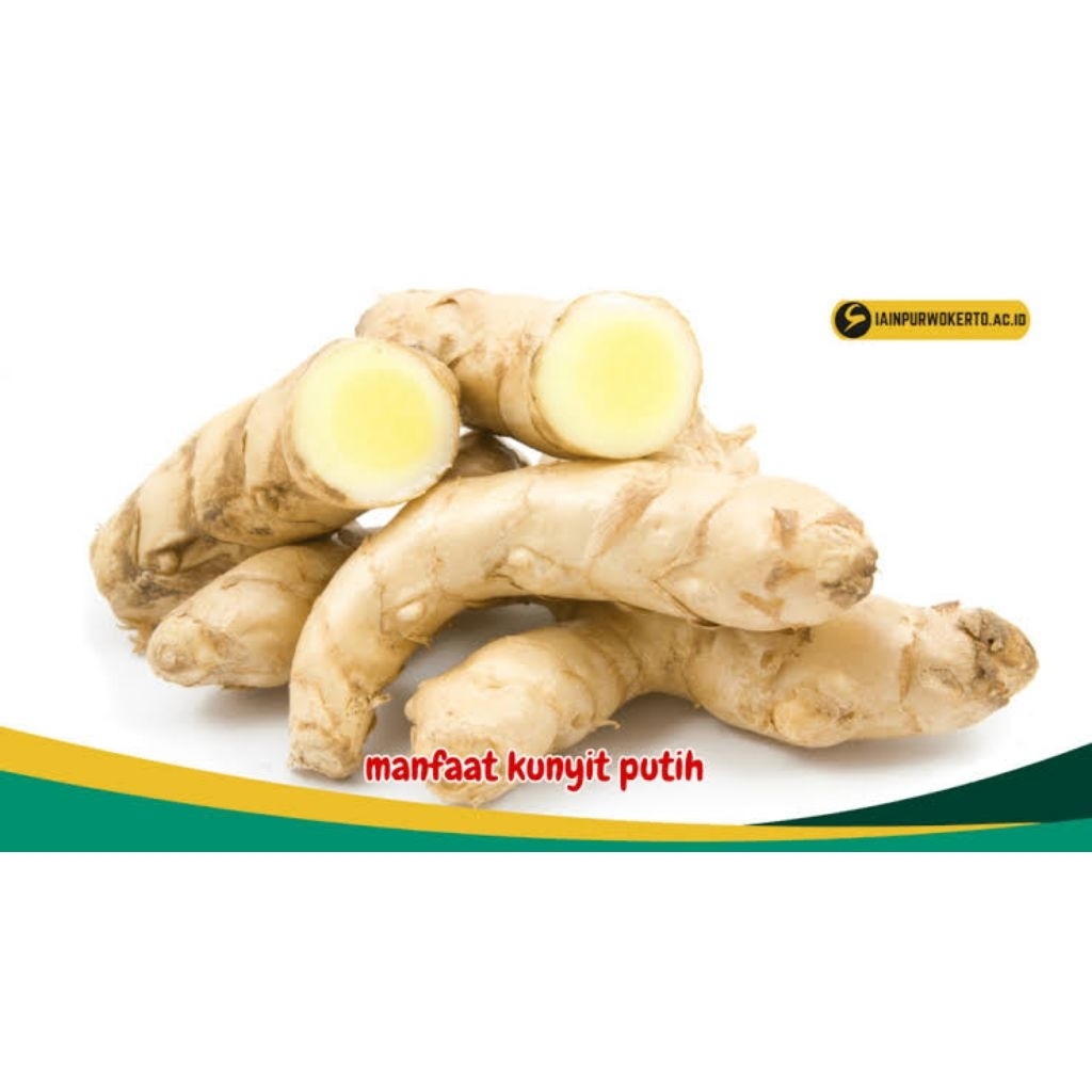

kunyit putih segar 1 kg temu putih fresh organik