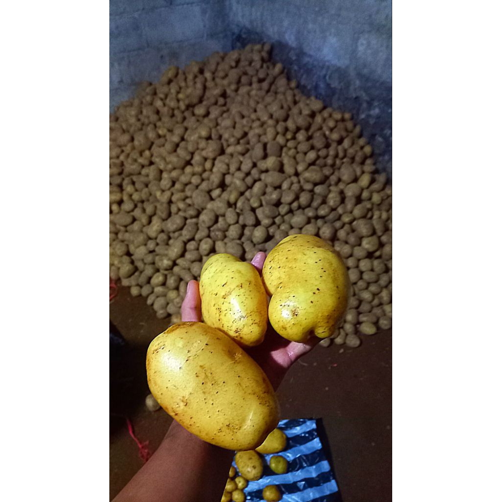 

kentang besar 1kg Rp 15.500