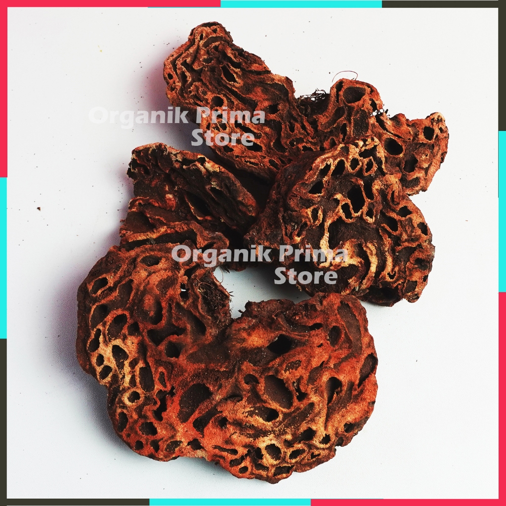 

Sarang Semut Kering 500gr Asli Bersih dan Organik