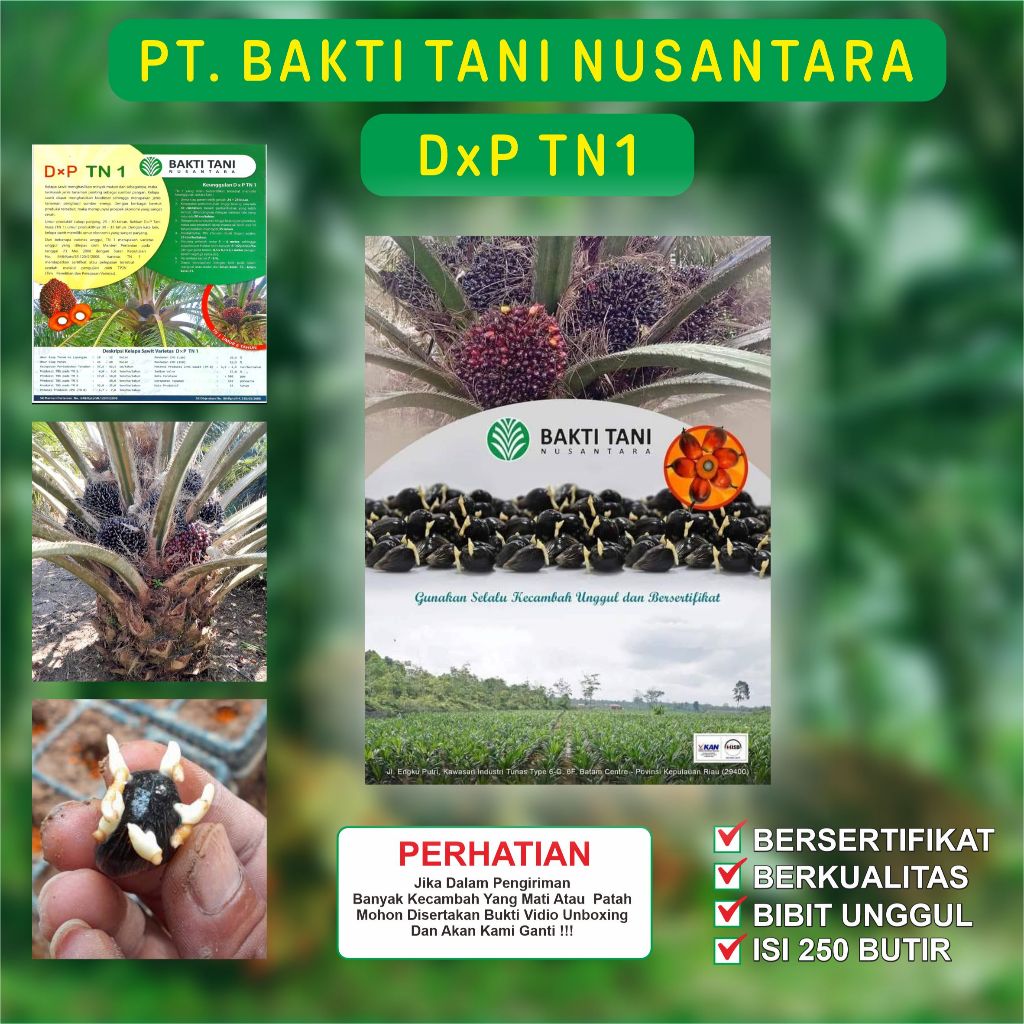 BIBIT KECAMBAH SAWIT TN 1 ( PT. BAKTI TANI NUSANTARA )