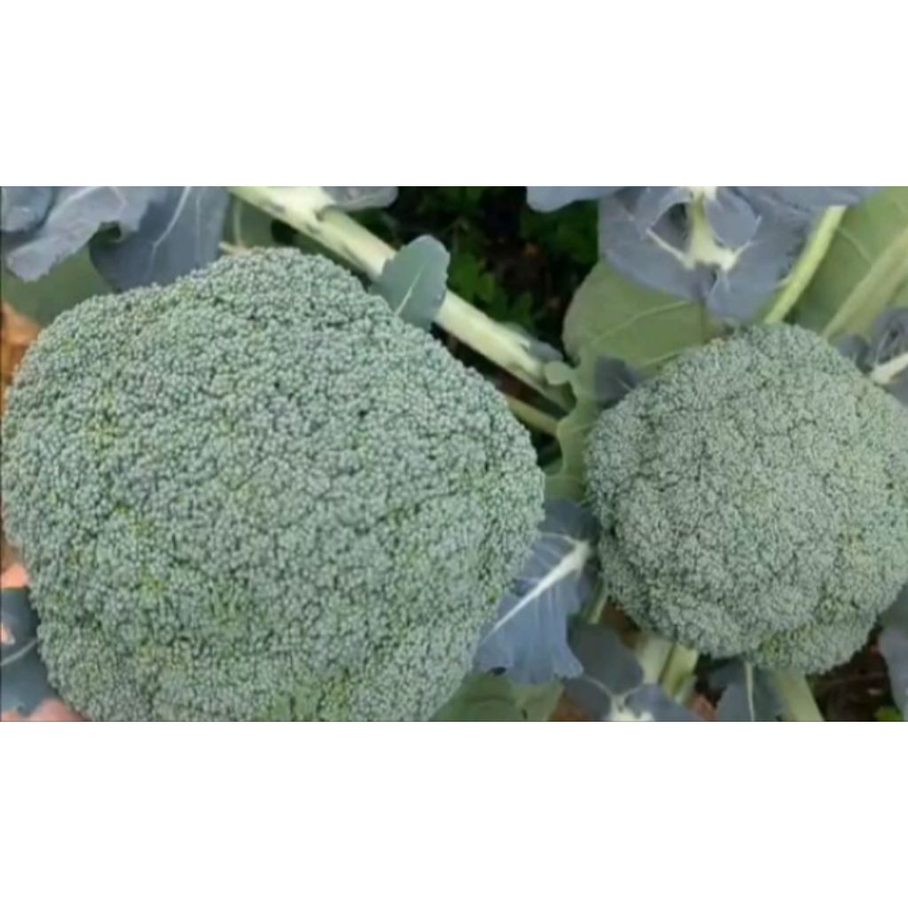 

brokoli fres1kg