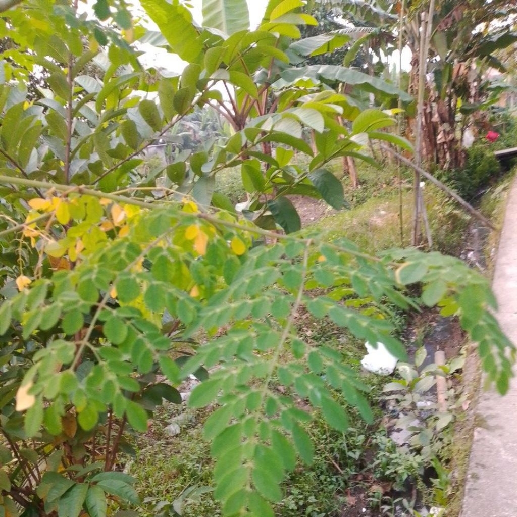 

daun kelor utk pengobatan