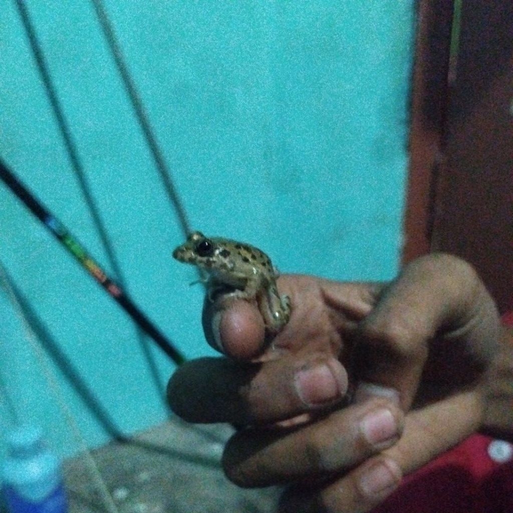 TERMURAH kodok sawah hidup makanan predator/umpan mancing