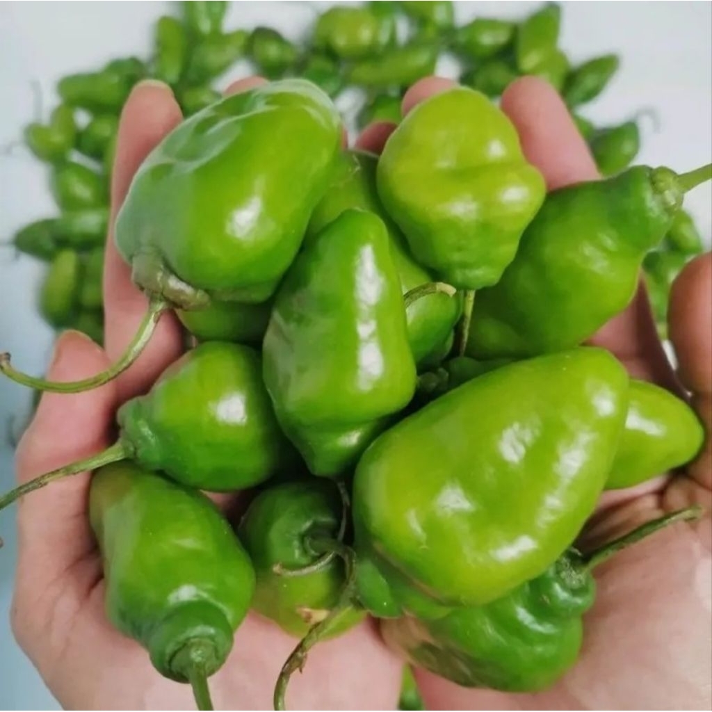 

Cabe Gendot / Cabe Jalapeno Lokal 500 Grm