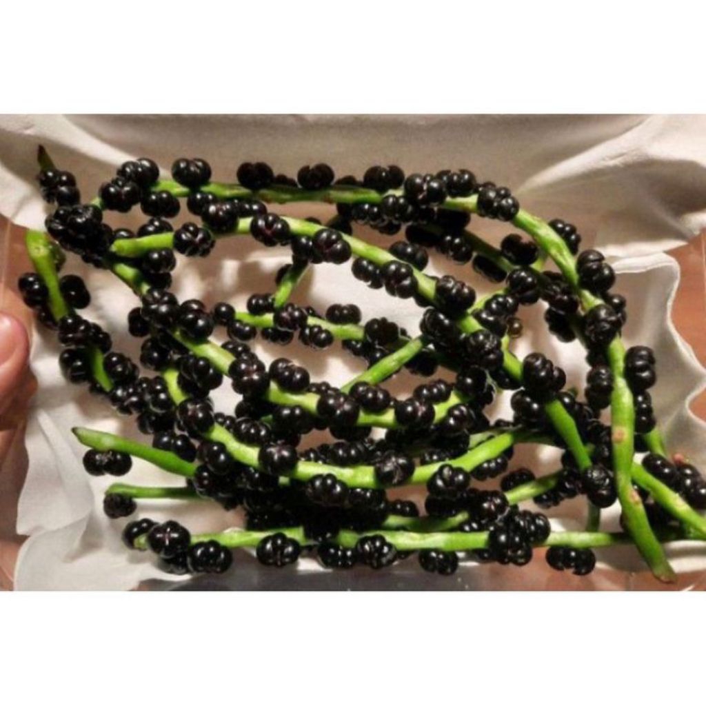 

Buah Angkung Segar Organik Termurah Obat Stroke 200 Biji