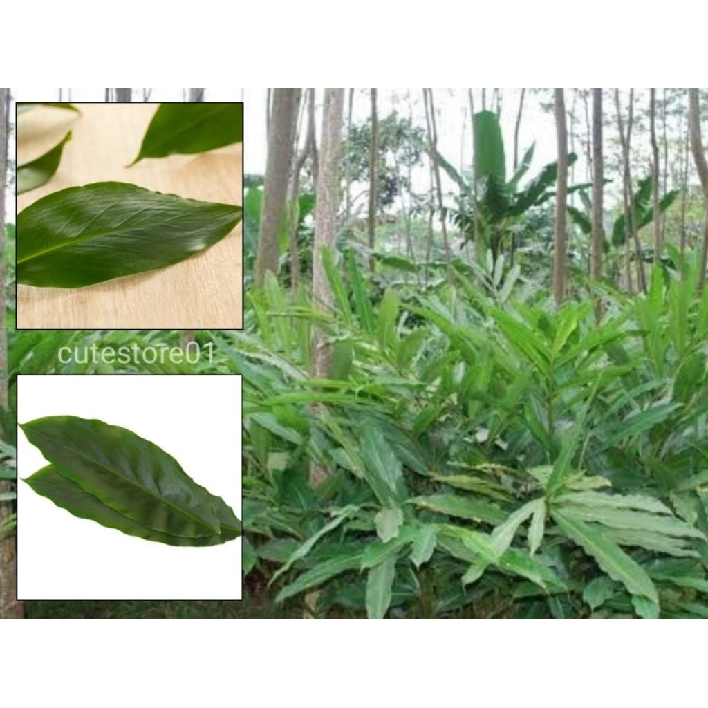 

Daun Kapulaga Putih Segar Baru Petik 30 Lembar