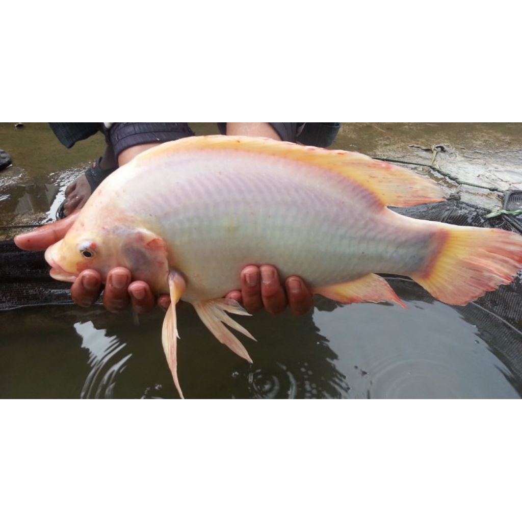 indukan nila merah bangkok super