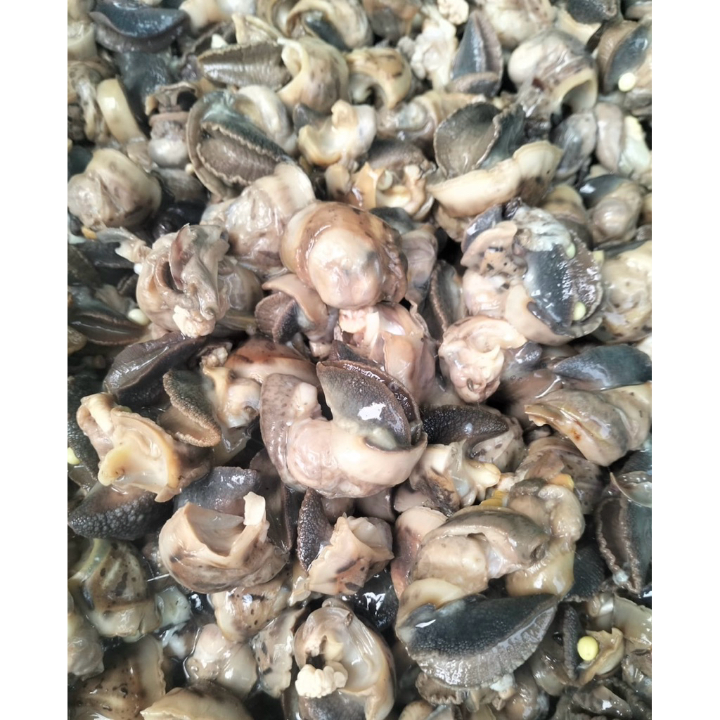 

Daging Bekicot 02 Kualitas Eksport Segar Tanpa Pengawet