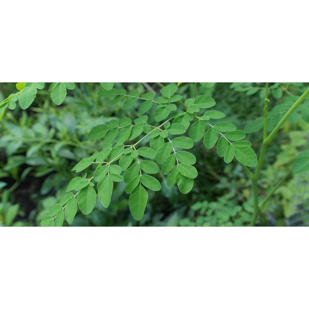 

daun kelor segar .kaya akan manfaat.500gram