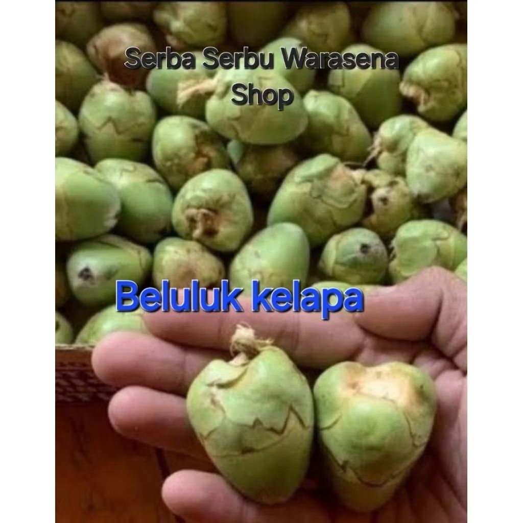 

Tembuluk/beluluk kelapa terbaik