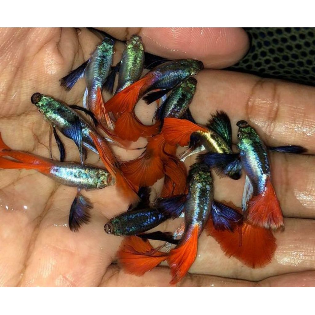 hiasan aquarium PRTDE remaja perpair grade B